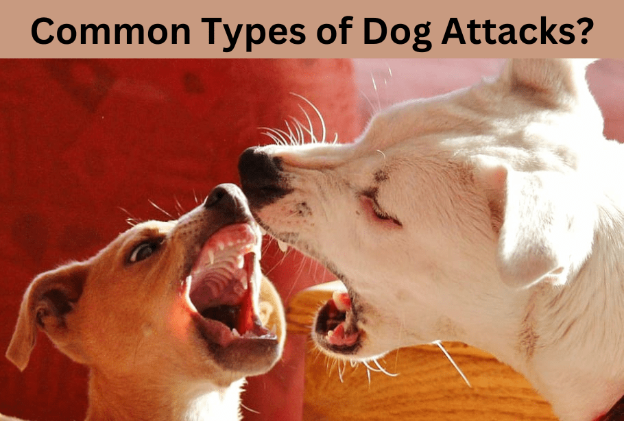 
What are some common types of dog attacks?
