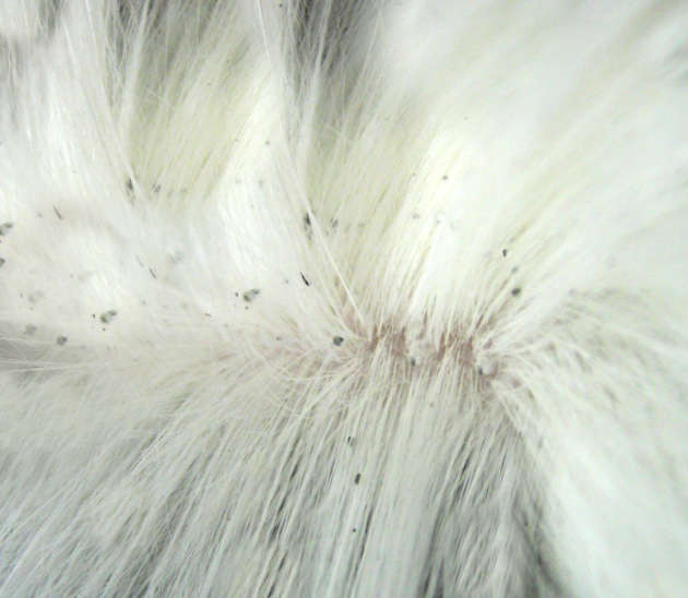 lice on dogs