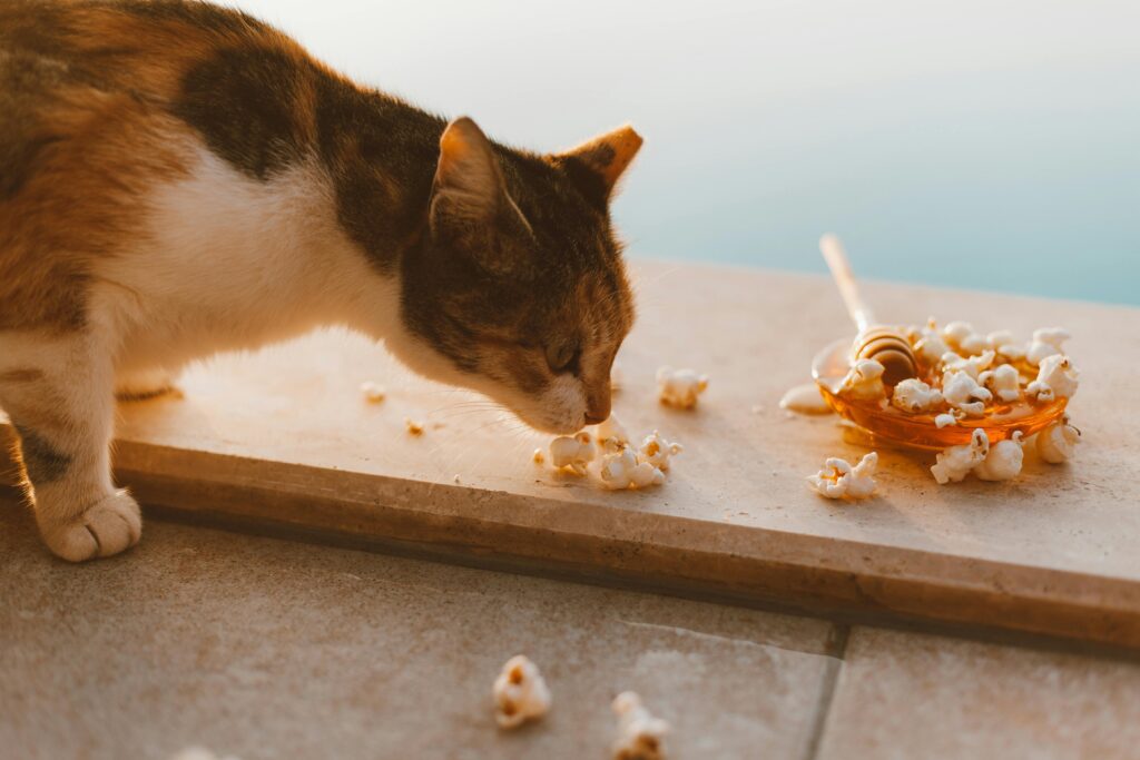 Can Cats Eat Salted Popcorn?
