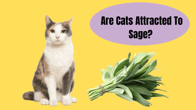 Are Cats Attracted To Sage?