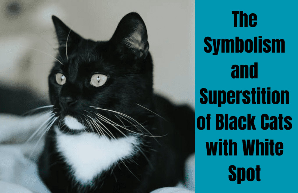 
The Symbolism and Superstition of Black Cats with White Spot
