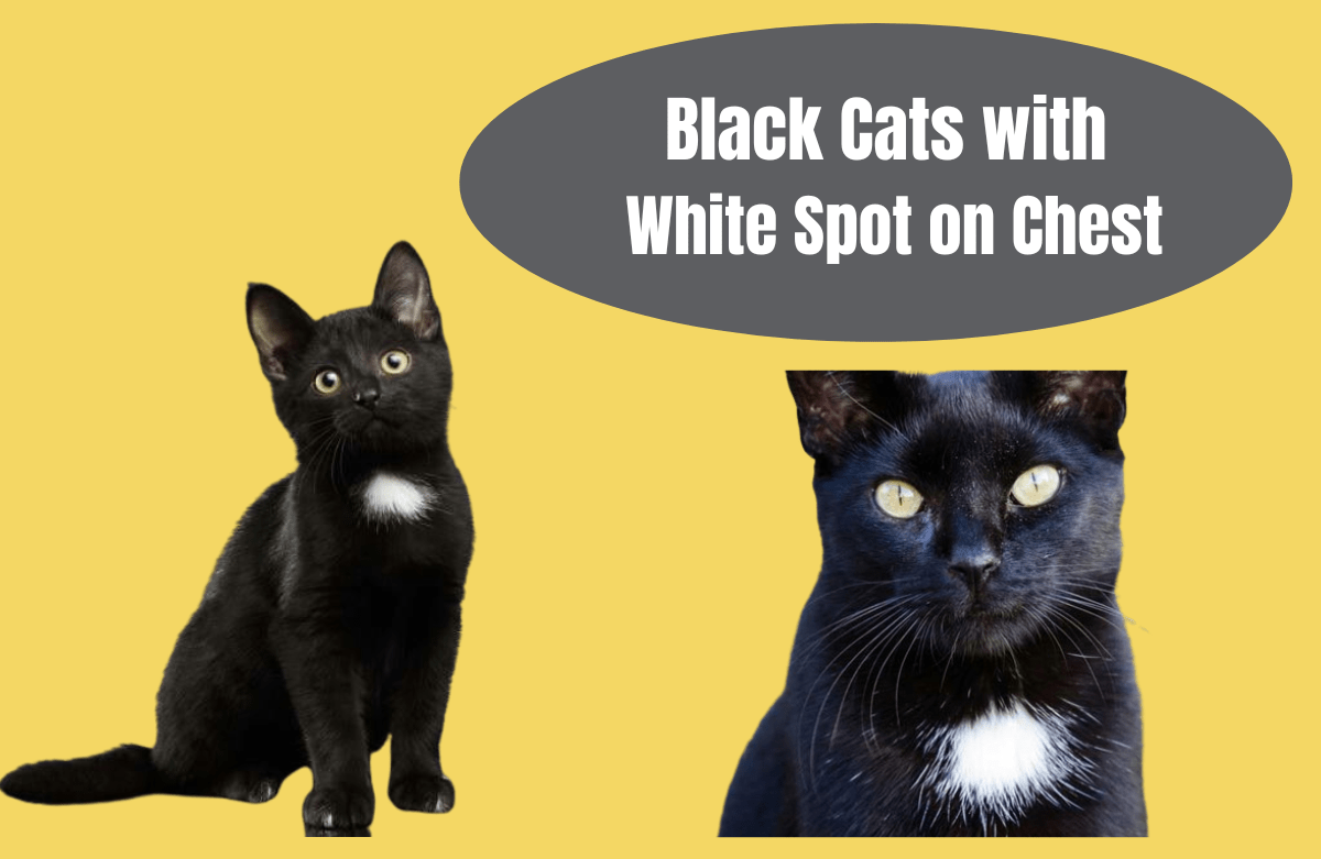 Black Cats with White Spot on Chest