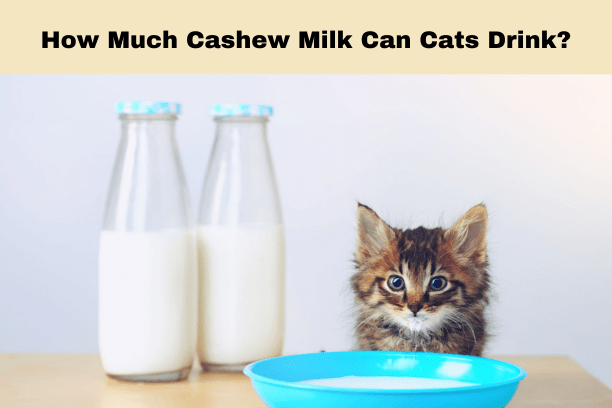 How Much Cashew Milk Can Cats Drink?