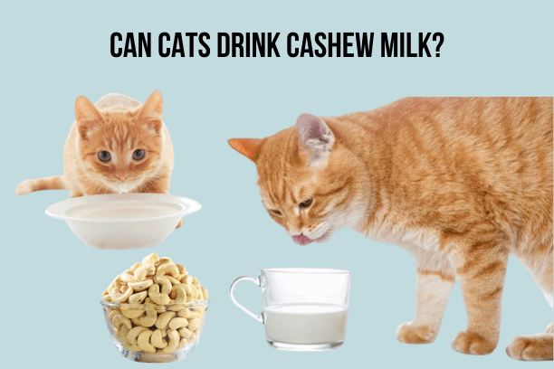 Can Cats Drink Cashew Milk?