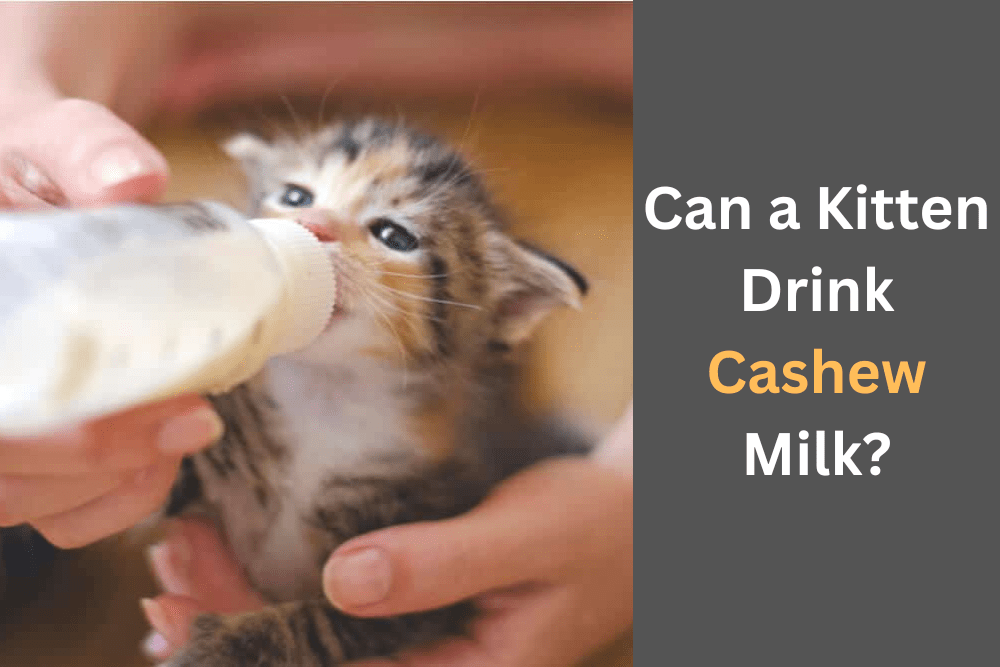 Can a kitten drink cashew milk?