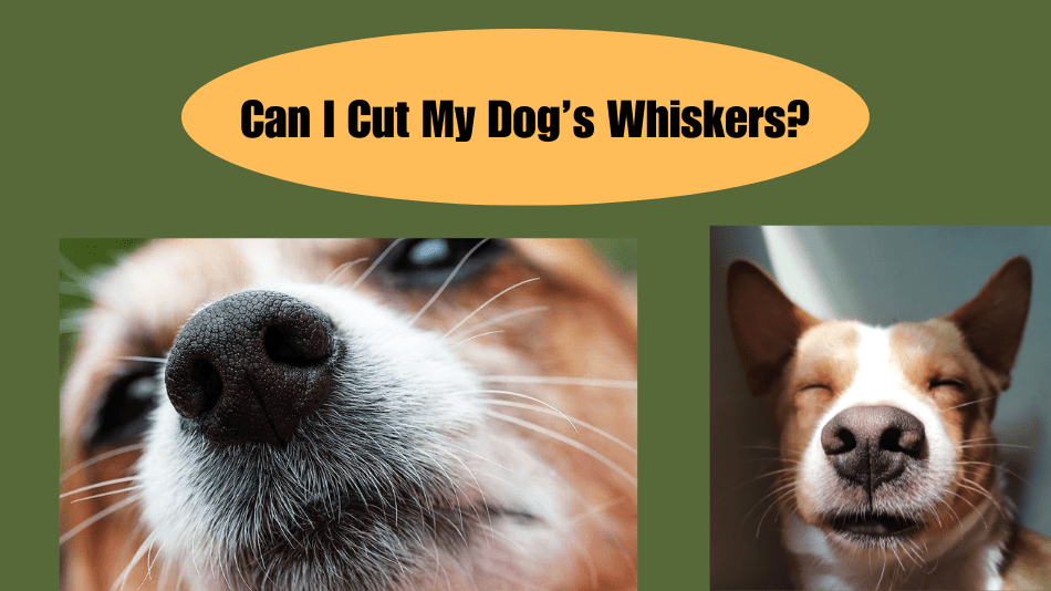 Can I Cut My Dog’s Whiskers?