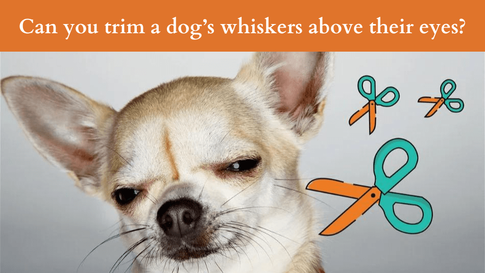 Can you trim a dog’s whiskers above their eyes?