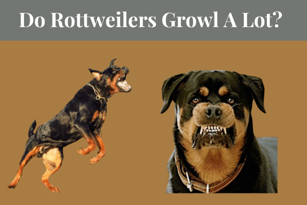 Do Rottweilers Growl A Lot?