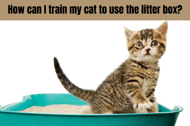 How can I train my cat to use the litter box?