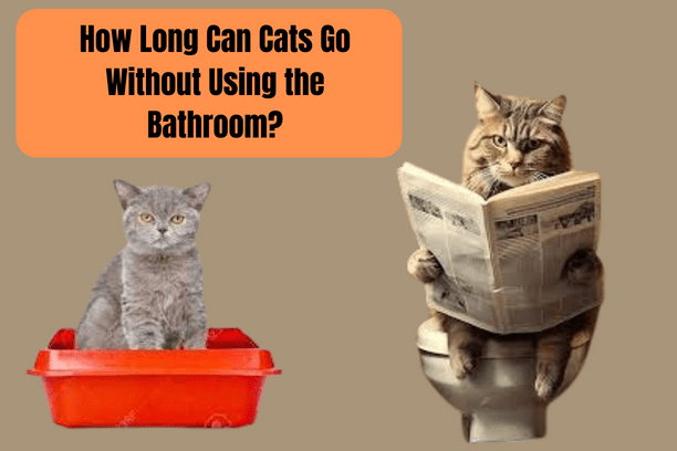 How Long Can Cats Go Without Using The Bathroom?