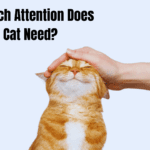 How Much Attention Does A Cat Need?