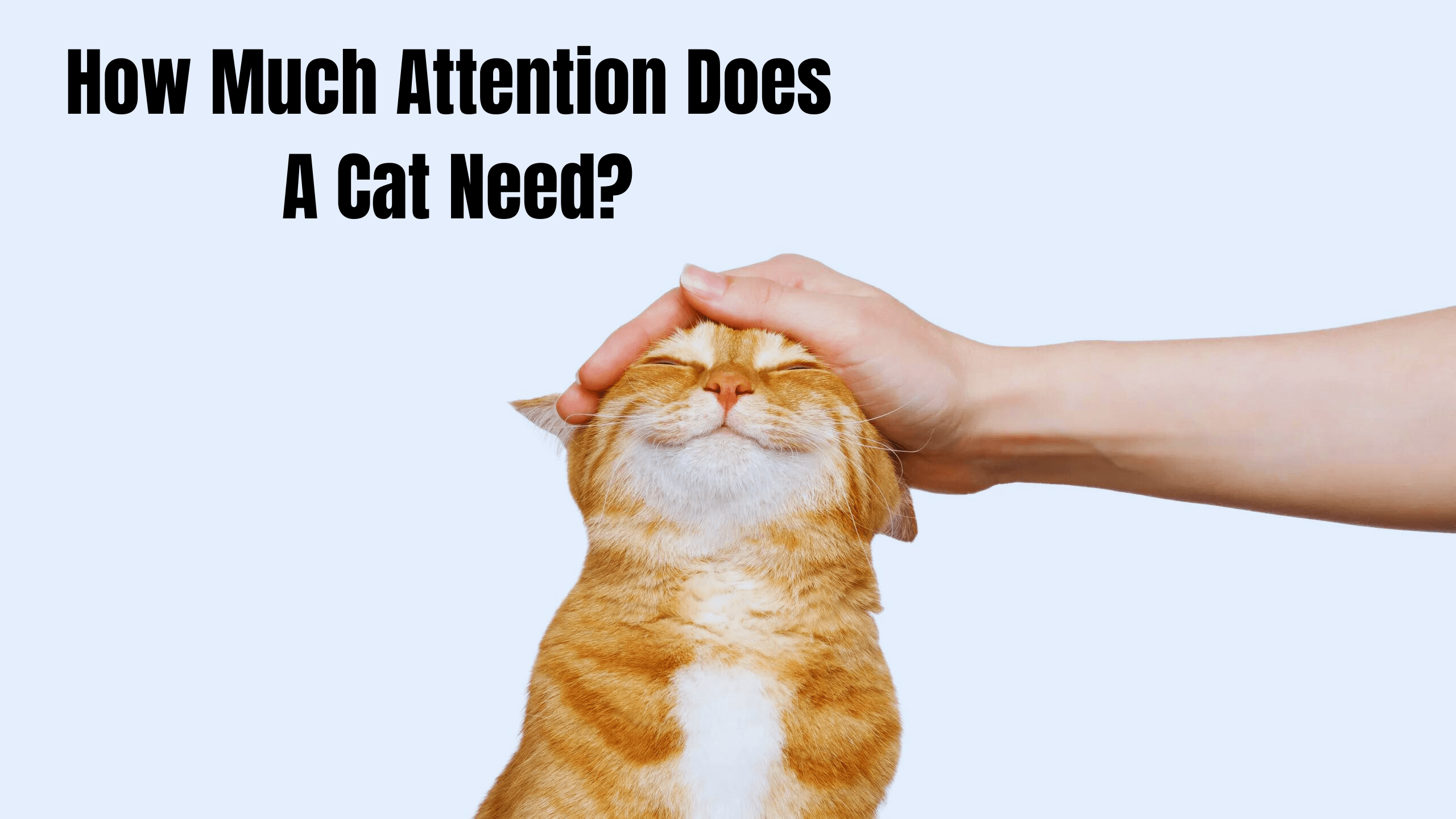 How Much Attention Does A Cat Need?