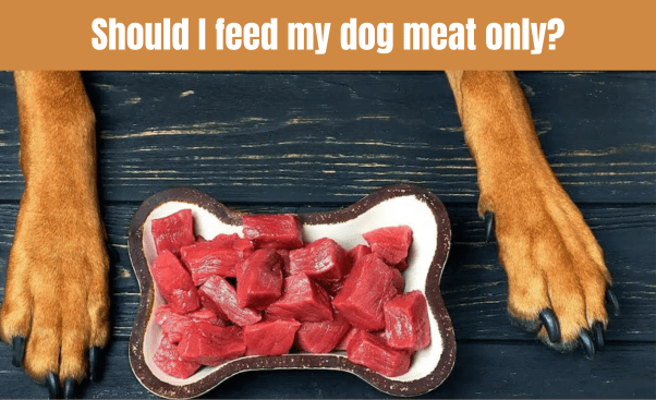 Should I feed my dog meat only?