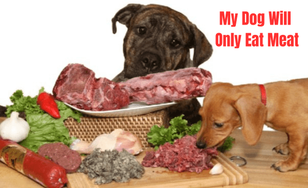 My Dog Will Only Eat Meat