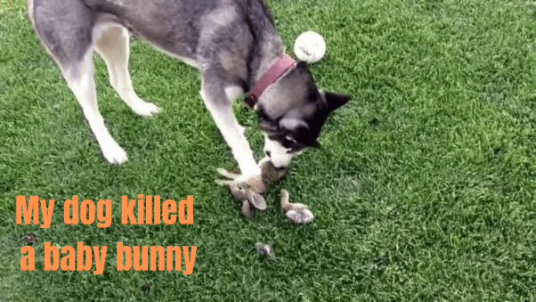 My dog killed a baby bunny, should I be worried?