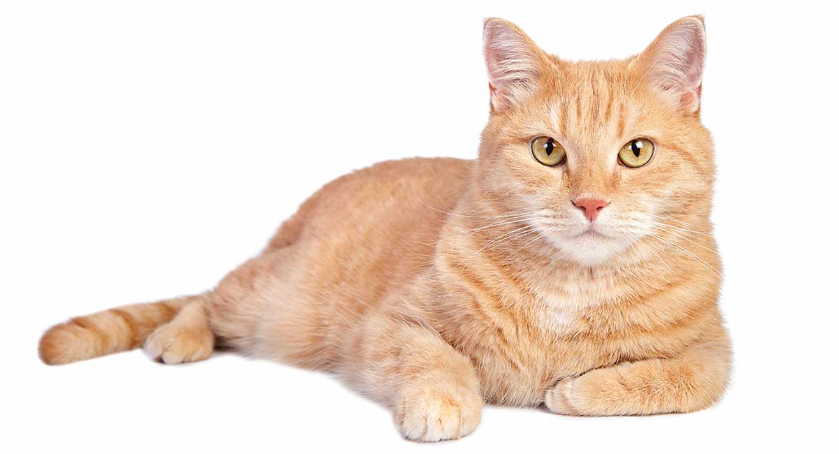 Do Orange Tabby Cats Like To Cuddle?