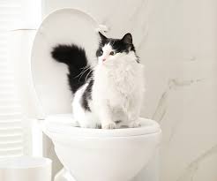 What Are the Signs of a Cat Having Trouble With the Bathroom?