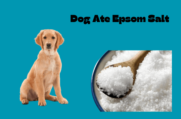 dog ate Epsom salt